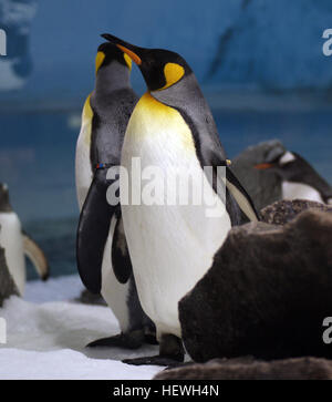 Le manchot royal, originaire de l'hémisphère sud, est l'une des plus grandes espèces de manchots. Cette espèce se trouve à Sea World sur la Gold Coast, en Australie, où les visiteurs peuvent observer leur plumage noir et blanc distinctif et leurs comportements uniques. Les pingouins de Sea World offrent une expérience captivante de la faune. Banque D'Images