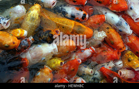 Le mot vient de koi japonais, ce qui indique "la carpe." Elle comprend à la fois les poissons et le gris terne des variétés aux couleurs vives. Ce qu'on appelle des koi en anglais sont appelés plus précisément comme nishikigoi au Japon (qui signifie littéralement "la carpe en brocart"). En japonais, koi est un homophone pour un autre mot qui signifie "affection" ou "amour" ; koi sont donc symboles de l'amour et l'amitié au Japon. Banque D'Images