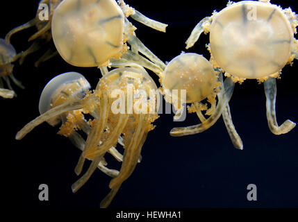 L'oreillard jelly jelly, Lagoon, golden medusa, ou méduses Mastigias papua (Papou) est une espèce de méduses de l'Indo-Pacifique. Au lieu d'une seule bouche, ils ont plusieurs petites ouvertures dans la bouche de leurs armes par voie orale, qui sont utilisées pour se nourrir de zooplancton.[1] Ils ont une durée d'environ 4 mois et sont actives principalement dans le milieu de l'été au début de l'automne Banque D'Images