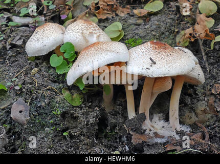 Macrolepiota clelandii, communément appelé le parasol ou un gracieux parasol, est une espèce de champignon formant dans la famille Lepiotaceae Banque D'Images