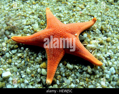 L'anémone de pomme, trouvée dans les aquariums et originaire de la côte californienne, est une espèce marine connue pour se nourrir de poissons et de crustacés. Il est souvent exposé aux côtés d'autres espèces marines comme les méduses et les étoiles de mer. Banque D'Images