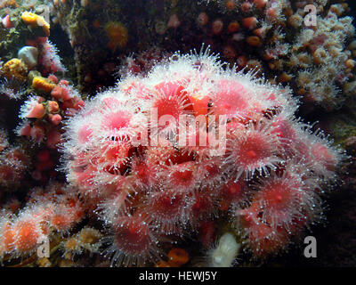 Anthozooa comprend les anémones de mer, comme l'anémonie de pomme, que l'on trouve dans les aquariums et les environnements marins. Ce sont des invertébrés marins qui vivent souvent aux côtés des poissons, des crabes et d'autres crustacés. Banque D'Images