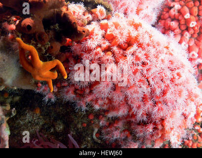 L'anémone de pomme, une espèce trouvée en Californie, est un organisme aquatique qui peut être observé dans les aquariums. Il est connu pour se nourrir de petits poissons et crustacés, souvent vus avec des méduses dans des expositions marines comme Monterey Bay Aquarium. Banque D'Images