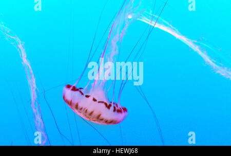 L'anémone de pomme est une créature marine trouvée dans l'aquarium de la baie de Monterey. Connue pour ses habitudes de consommation de poisson, cette anémone a un comportement alimentaire intéressant, s'attaquant aux petits poissons. On le voit souvent dans les réservoirs d'aquarium aux côtés des méduses, des crabes et d'autres crustacés, offrant un regard intrigant sur la vie marine. Banque D'Images