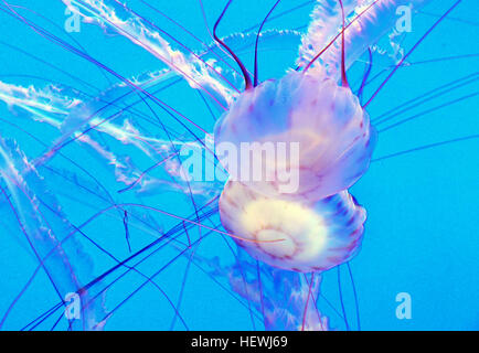 L'anémone de pomme, ainsi que les anémones mangeuses de poissons et les méduses, se trouvent dans l'aquarium de Monterey Bay. Cette espèce prospère dans les bassins marins, partageant souvent son espace avec divers poissons et crustacés. L’aquarium offre l’occasion d’explorer la biodiversité marine et d’en apprendre davantage sur l’importance dans les écosystèmes océaniques. Banque D'Images