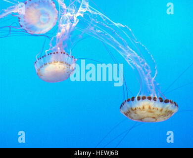 L'anémone de pomme est une espèce souvent trouvée dans les aquariums aux côtés des méduses, des crabes et des anémones mangeuses de poissons. L'aquarium de la baie de Monterey abrite de nombreuses espèces marines. Banque D'Images
