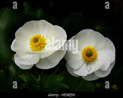 Une Nouvelle Zélande de floraison gems est le Mt Cook lily (Ranunculus lyallii), cette plante est en fait une indifférence mais, contrairement à la plupart des renoncules il produit des fleurs à pétales blanc pur. Il est préférable dans un climat frais, dans un endroit avec un excellent drainage. Banque D'Images