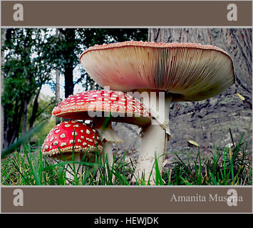 Également connu sous le nom de Fly agarics, Amanita muscaria est plafonné les légendaires Red mushroom moucheté de points blancs. Contenant le composé psychoactif, Muscamol Amanitas sont hallucinogènes si Ã ingerer oralement. Banque D'Images