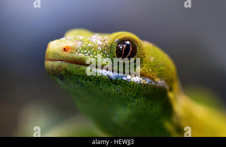 Le Northland Green Gecko se trouve uniquement dans la région de Northland Nouvelle Zélande, au nord de Whangaroa. Il est vert vif, avec du gris ou de l'or met en lumière, de chaque côté - le long de la face dorsale des bords. Les mâles ont une bande bleue sur les côtés, sous les branches, et le bas ventre des deux sexes est lumineux vert pâle et parfois avec une teinte jaune. La croissance est de 200 mm. Banque D'Images