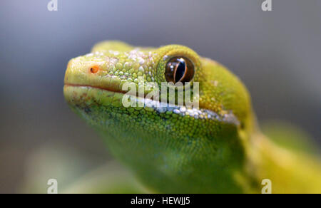 Le Northland Green Gecko se trouve uniquement dans la région de Northland Nouvelle Zélande, au nord de Whangaroa. Il est vert vif, avec du gris ou de l'or met en lumière, de chaque côté - le long de la face dorsale des bords. Les mâles ont une bande bleue sur les côtés, sous les branches, et le bas ventre des deux sexes est lumineux vert pâle et parfois avec une teinte jaune. La croissance est de 200 mm. Banque D'Images