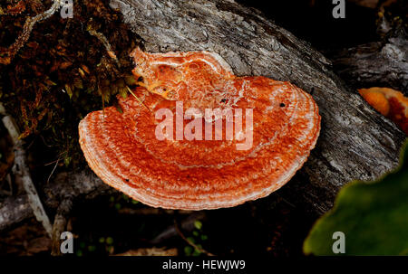 Pycnoporus coccineus (Orange) Royaume : Fungi Phylum : Basidiomycota Classe Agaricomycetes : Ordre : Polyporales Famille : Polyporaceae genre Polyporus : Nom scientifique : Pycnoporus coccineus Nom commun : un support Orange orange brillant qui décolore champignon rouge à une couleur blanchâtre en vieillissant. Trouvé sur le bois pourri et de l'écorce des arbres vivants. Hauteur : 100 mm Largeur : 80 mm Banque D'Images