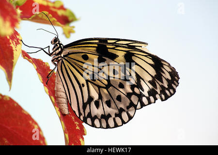 Un cerf-volant en papier papillon sur les fleurs rouges le beau papier Kite, ou grand bois nymphe bénéficiant du nectar de la fleur. Le beau papier Kite, ou grand bois nymphe bénéficiant du nectar de la fleur. Source : Oceansunsunsets Bibliothèque Photo Le joli cerf-volant de papier Le papier Papillon Papillon Kite n'a que deux couleurs assez commun, noir et blanc, mais il est toujours un oeil capture la beauté. La façon dont la lumière brille à travers les ailes est tout simplement incroyable, et s'il y a d'autres couleurs autour de elle ressemble un peu à des vitraux. Ces beautés viennent de Malaisie et des Philippines et le sud-est de l'Asie en général. Banque D'Images