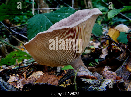 Paxillus involutus, communément connue sous le nom de brown roll-rim, rouleau commun-rim, ou poison pax, est un champignon basidiomycète largement réparti dans toute l'hémisphère Nord. Il a été involontairement introduit à l'Australie, la Nouvelle-Zélande et l'Amérique du Sud, où il a probablement été transportés dans la terre avec les arbres. Banque D'Images