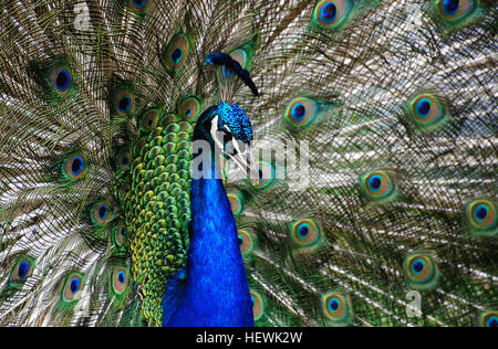 Les paons, connus pour leur plumage bleu et vert éclatant, sont célèbres pour leurs grandes plumes de queue irisées, qu'ils affichent pendant la cour. Les plumes de queue ont des marques distinctes et peuvent s'étendre jusqu'à 60% de la longueur du corps de l'oiseau. Banque D'Images