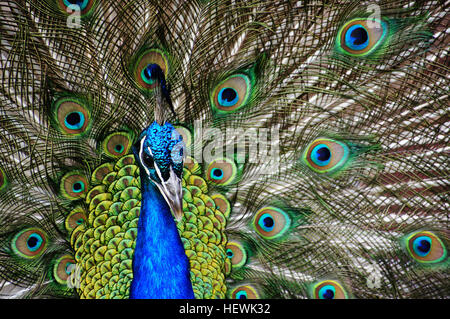 Les paons sont de grands faisans colorés connus pour leurs plumes de queue irisées et à motifs oculaires. Le train extravagant est utilisé dans les expositions de cour, les femelles choisissant des compagnons en fonction de sa taille et de sa couleur. Banque D'Images