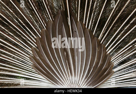 Les paons, connus pour leurs plumes irisées bleues et vertes éclatantes, ont de longues plumes de queue voyantes utilisées pour les expositions d'accouplement. Ces plumes, avec des motifs d'yeux colorés en bleu, or et rouge, peuvent être ventilées pour impressionner les partenaires potentiels. La queue est un facteur important dans la sélection du partenaire, les femelles privilégiant les mâles avec les plus grands et les plus vibrants affichages. Banque D'Images