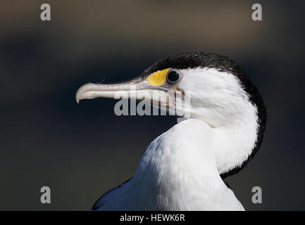 Le pied shag, l'une des 36 espèces de shags, est à pieds noirs et originaire de Nouvelle-Zélande. Avec 12 espèces trouvées dans le pays, huit sont endémiques, mettant en évidence la biodiversité aviaire unique de la région. Banque D'Images