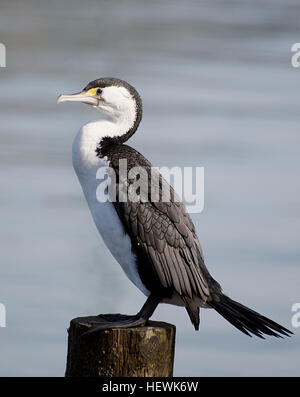 Le shags, une espèce de cormoran, est très présent en Nouvelle-Zélande, où il représente une partie importante des écosystèmes côtiers et d'eau douce. Connus pour leur vol gracieux et leur présence emblématique, ces oiseaux prospèrent dans les divers rivages du pays et sont un élément clé du paysage naturel. Banque D'Images