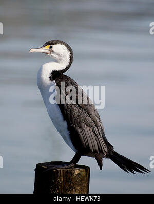 Un tiers de la Shag espèces sont trouvés en Nouvelle-Zélande, où ils sont des icônes de lac et de paysages côtiers. La diversité des rivages et de riches ressources marines et d'eau douce offrent de nombreux habitats pour ces chambres élégantes, tout droit des oiseaux. Banque D'Images