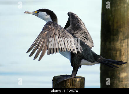 Le grand cormoran Phalacrocorax varius, également connu sous le nom de héron ou pied shag, est un membre de la famille cormoran. C'est trouvé autour des côtes de l'Australie. Banque D'Images