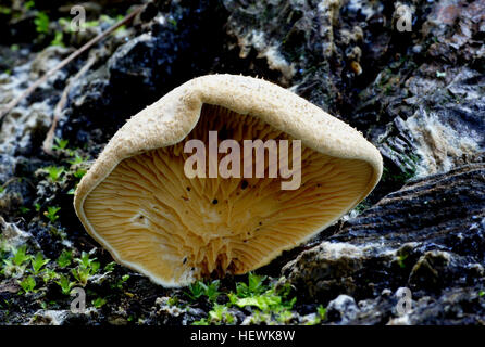 Pleurotus ostreatus, communément appelé champignon d’huître, est un champignon comestible cultivé pour la première fois en Allemagne pendant la Première Guerre mondiale comme source de nourriture, et aujourd’hui largement cultivé dans le monde entier pour un usage culinaire. Banque D'Images