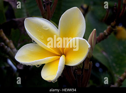 Les Plumerias, également connus sous le nom de frangipani ou fleurs hawaïennes de lei, sont des arbres tropicaux prisés pour leurs fleurs parfumées et belles. Ces fleurs sont couramment utilisées dans les leis et peuvent être cultivées à l'intérieur dans des climats plus frais, ce qui les rend populaires dans les régions tropicales et tempérées. Banque D'Images