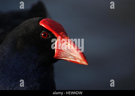 Le Pukeko, ou poule marécageuse de Nouvelle-Zélande, est un oiseau frappant que l'on trouve dans les prairies et les zones humides de Nouvelle-Zélande. Connu pour son plumage bleu vif et son bec rouge, cet oiseau est connu pour prospérer depuis l'arrivée des humains. Son comportement alerte et ses plumes de queue clignotantes distinctives en font une espèce mémorable dans la faune néo-zélandaise. Banque D'Images