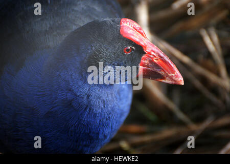Pukeko, ou le cygne violet, est un oiseau originaire de Nouvelle-Zélande, avec la sous-espèce Porphyrio porphyrio melanotus. Il s'est adapté à un large éventail d'habitats, y compris les marais, les terres cultivées et les parcs urbains, ce qui en fait une espèce résiliente dans le paysage changeant de la Nouvelle-Zélande. Banque D'Images