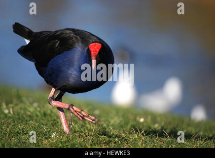 Le Pukeko, ou poule marécageuse de Nouvelle-Zélande, est un oiseau indigène de Nouvelle-Zélande. Connu pour son plumage bleu et violet saisissant, il prospère dans les zones marécageuses et herbeuses. Cet oiseau est l'une des rares espèces indigènes qui ont prospéré depuis l'établissement humain. Banque D'Images