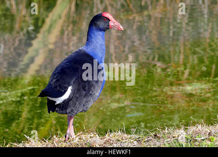 Le Pukeko, également connu sous le nom de cygne violet (Porphyrio porphyrio melanotus), est un oiseau bien connu originaire de Nouvelle-Zélande. Caractérisé par son plumage vibrant et ses habitudes d'alimentation au sol, il prospère dans les zones marécageuses et les grands espaces. Cette espèce, qui serait arrivée d’Australie il y a environ mille ans, s’est adaptée aux paysages agricoles. Banque D'Images