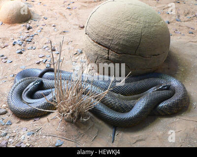 Cette photographie capture un serpent noir à ventre rouge, une espèce venimeuse trouvée en Australie. L'image met en évidence la coloration distincte et le motif de ce reptile. Banque D'Images