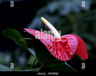 Anthurium, est un genre d'environ 1 000 espèces de plantes à fleurs, le genre plus grand de la famille de l'arum, Araceae. Noms communs : Général, tailflower anthurium, Flamingo, fleurs et laceleaf. Banque D'Images