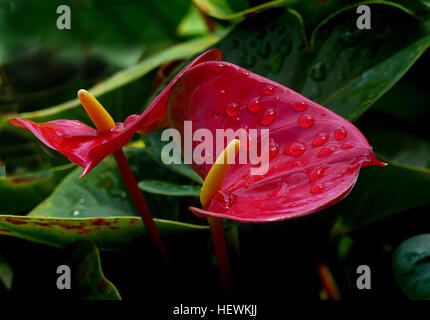 Anthurium, est un genre d'environ 1 000 espèces de plantes à fleurs, le genre plus grand de la famille de l'arum, Araceae. Noms communs : Général, tailflower anthurium, Flamingo, fleurs et laceleaf Banque D'Images