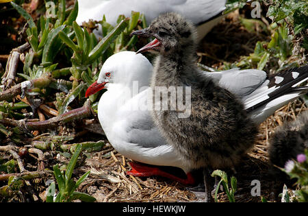 Pris d'un oiseau se cacher. La plupart des goélands de la rive, à bec cerclé rouge se trouvent tout autour de la côte de la Nouvelle-Zélande. Ils sont une taille similaire à la Black-billed gull et les deux peuvent être confondus au stade juvénile. Mais les adultes avec leurs becs rouges et les jambes sont facilement identifiés. Ils se nourrissent de krill et de petits poissons ainsi que les insectes, les vers et les restes de nourriture qu'ils trouvent sur terre. Banque D'Images