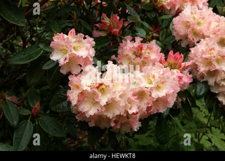 Cette photographie présente des rhododendrons en fleurs le long de Petticoat Lane, capturant les couleurs vives et la beauté des fleurs en pleine floraison pendant la saison. Banque D'Images