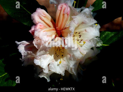Rhododendron est un genre de 1 024 espèces de plantes ligneuses dans la famille des éricacées, l'autre ou de feuillus à feuilles persistantes, et l'on trouve principalement en Asie. Elle est la fleur nationale du Népal. La plupart des espèces ont des fleurs voyantes. Banque D'Images