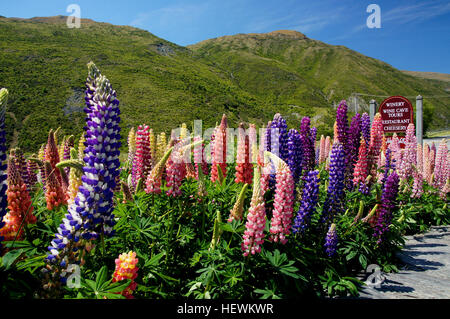 Cette image montre des fleurs en bord de route, en particulier des lupins Russell, capturés dans un cadre naturel. Il met en valeur les couleurs vibrantes et la beauté de ces fleurs dans leur environnement. Banque D'Images