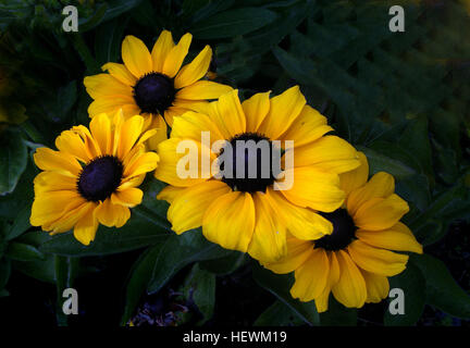 Susans black-eyed sont des plantes à fleurs qui poussent plus de trois pieds de haut. Ils ont des feuilles vertes jusqu'à six pouces de long. Susans black-eyed poussent dans les forêts ouvertes, jardins, champs, et le long des routes. Ils se développent rapidement dans juste environ n'importe quel type de sol. Ces plantes sont plus facilement reconnus par leurs fleurs. Ils ont des fleurs jaunes avec un centre brun-violet. Les fleurs sont de deux à trois pouces de diamètre et de croître sur la tige jusqu'à huit pouces de long. Susans black-eyed sont très compétitifs et peuvent pousser d'autres plantes en dehors d'une zone. Banque D'Images