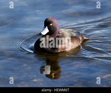 La Nouvelle-Zélande Le Fuligule milouinan (Aythya novaeseelandiae) communément appelé Black teal, est une espèce de canard plongeur de la famille Banque D'Images