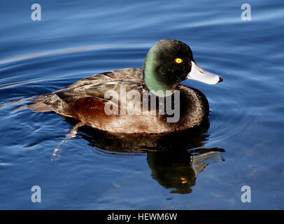 La Nouvelle-Zélande Le Fuligule milouinan (Aythya novaeseelandiae) communément appelé black teal, est une espèce de canard plongeur du genre Aythya. Elle est endémique de Nouvelle-Zélande. En Maori communément appelé papango, aussi matapouri, titiporangi, raipo Banque D'Images