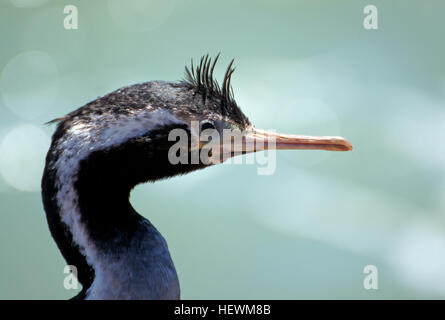 Un tiers de la Shag espèces sont trouvés en Nouvelle-Zélande, où ils sont des icônes de lac et de paysages côtiers. La diversité des rivages et de riches ressources marines et d'eau douce offrent de nombreux habitats pour ces chambres élégantes, tout droit des oiseaux. Banque D'Images