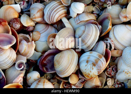 Un "shell beach" est une plage de la mer qui a systématiquement une accumulation importante et inhabituelle de coquillages échoués sur elle. Les coquillages sont le plus souvent les morts des coquilles vides de mollusques marins, mais peut également inclure des tests ou des coquilles d'autres types d'animaux marins. La majorité des plages du monde sont principalement composés de particules de roches comme le sable, gravier, sable, cailloux, etc, mais dans de rares cas (notamment Shell Beach en Australie de l'Ouest) une plage peut être composé entièrement de coquillages, les deux soupapes cassées et son ensemble. Une région des USA qui est célèbre pour ses plages de shell est sur Sanibel Island Banque D'Images