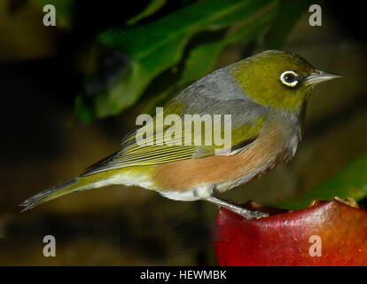 ,,Oiseaux,Nouvelle-Zélande,yeux argentés,Silvereye,Petit oiseau,Wax-eye,Zosterops lateralis Banque D'Images