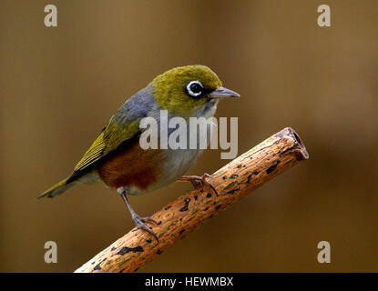 L'(Zosterops lateralis silvereye) - également connu sous le nom de wax-eye, ou parfois blanc - l'oeil est un petit oiseau de la forêt vert olive avec des anneaux blancs autour de ses yeux. Ces oiseaux ont été introduits l'autonomie dans les années 1800 et ont maintenant une large distribution dans l'ensemble de la Nouvelle Zélande. Ils ont fait de la forêt leur maison et sont maintenant parmi les plus courantes dans la banlieue d'oiseaux aussi. Banque D'Images