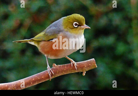 Le silvereye ou wax-eye (Zosterops lateralis) est un très petit passereau omnivore du sud-ouest du Pacifique. En Australie et Nouvelle-Zélande son nom commun est parfois abrégé en white-eye, mais ce nom est plus souvent utilisé pour désigner tous les membres du genre Zosterops, ou l'ensemble de la famille des Zosteropidae. En Nouvelle-Zélande, le silvereye a été observé pour la première fois en 1832. Elle est arrivée en plus grand nombre en 1856, et il est présumé qu'un troupeau migrateur a été emporté vers l'est par une tempête. Apparemment comme un oiseau introduit l'il est protégé en tant qu'espèces indigènes de la Nouvelle-Zélande Banque D'Images