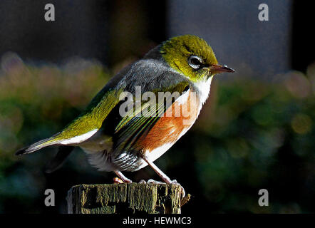 Le silvereye a une large répartition dans toute la Nouvelle-Zélande. Ils peuvent être trouvés au niveau de la mer au-dessus de la ligne des arbres mais ils ne sont pas abondants dans Forêt profonde ou la prairie. Un peu plus petit qu'un moineau, le silvereye est vert olive avec un anneau de plumes blanches autour de l'œil. Les mâles ont un plumage légèrement plus lumineuses que les femelles. Ils ont un bon projet de loi et d'une brosse conique embout langue comme le tui et méliphage carillonneur. Silvereyes principalement mangent des insectes, des fruits et du nectar. Le silvereye a été observé pour la première fois en Nouvelle-Zélande en 1832 et depuis il n'y a aucune preuve qu'il a été introduit, il est c Banque D'Images