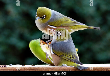 Le silvereye ou wax-eye (Zosterops lateralis) est un très petit passereau omnivore du sud-ouest du Pacifique. En Australie et Nouvelle-Zélande son nom commun est parfois abrégé en white-eye, mais ce nom est plus souvent utilisé pour désigner tous les membres du genre Zosterops, ou l'ensemble de la famille des Zosteropidae. En Nouvelle-Zélande, le silvereye a été observé pour la première fois en 1832. Elle est arrivée en plus grand nombre en 1856, et il est présumé qu'un troupeau migrateur a été emporté vers l'est par une tempête. Apparemment comme un oiseau introduit l'il est protégé en tant qu'espèces indigènes de la Nouvelle-Zélande. Son nom Māori, tauhou, m Banque D'Images