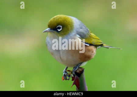 Le silvereye a une large répartition dans toute la Nouvelle-Zélande. Ils peuvent être trouvés au niveau de la mer au-dessus de la ligne des arbres mais ils ne sont pas abondants dans Forêt profonde ou la prairie. Un peu plus petit qu'un moineau, le silvereye est vert olive avec un anneau de plumes blanches autour de l'œil. Les mâles ont un plumage légèrement plus lumineuses que les femelles. Ils ont un bon projet de loi et d'une brosse conique embout langue comme le tui et méliphage carillonneur. Silvereyes principalement mangent des insectes, des fruits et du nectar. Le silvereye a été observé pour la première fois en Nouvelle-Zélande en 1832 et depuis il n'y a aucune preuve qu'il a été introduit, il Banque D'Images