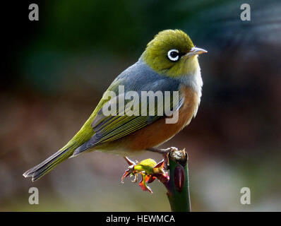 Le silvereye a une large répartition dans toute la Nouvelle-Zélande. Ils peuvent être trouvés au niveau de la mer au-dessus de la ligne des arbres mais ils ne sont pas abondants dans Forêt profonde ou la prairie. Un peu plus petit qu'un moineau, le silvereye est vert olive avec un anneau de plumes blanches autour de l'œil. Les mâles ont un plumage légèrement plus lumineuses que les femelles. Ils ont un bon projet de loi et d'une brosse conique embout langue comme le tui et méliphage carillonneur. Silvereyes principalement mangent des insectes, des fruits et du nectar. Le silvereye a été observé pour la première fois en Nouvelle-Zélande en 1832 et depuis il n'y a aucune preuve qu'il a été introduit, il Banque D'Images