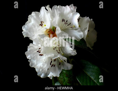 Ication (,),Rhododendron,neige,dame Banque D'Images